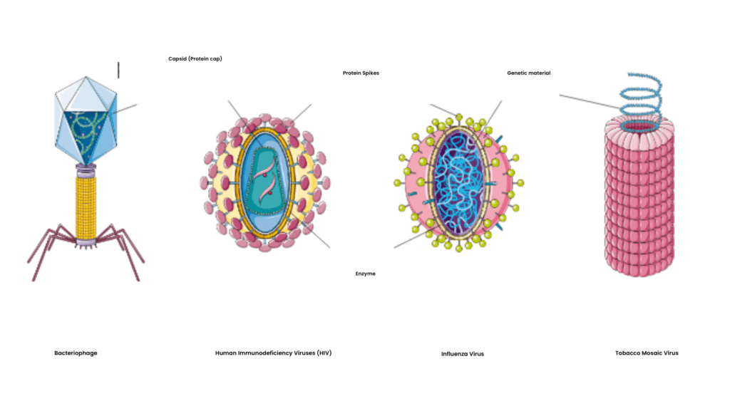 This is an image depicting four different types of virus namely- bacteriophage, HIV virus, influenza virus and tobacco mosaic virus, from left to right. The image is labelled to locate the capsid, genetic material, enzymes and proteins spikes in a virus's structure. 